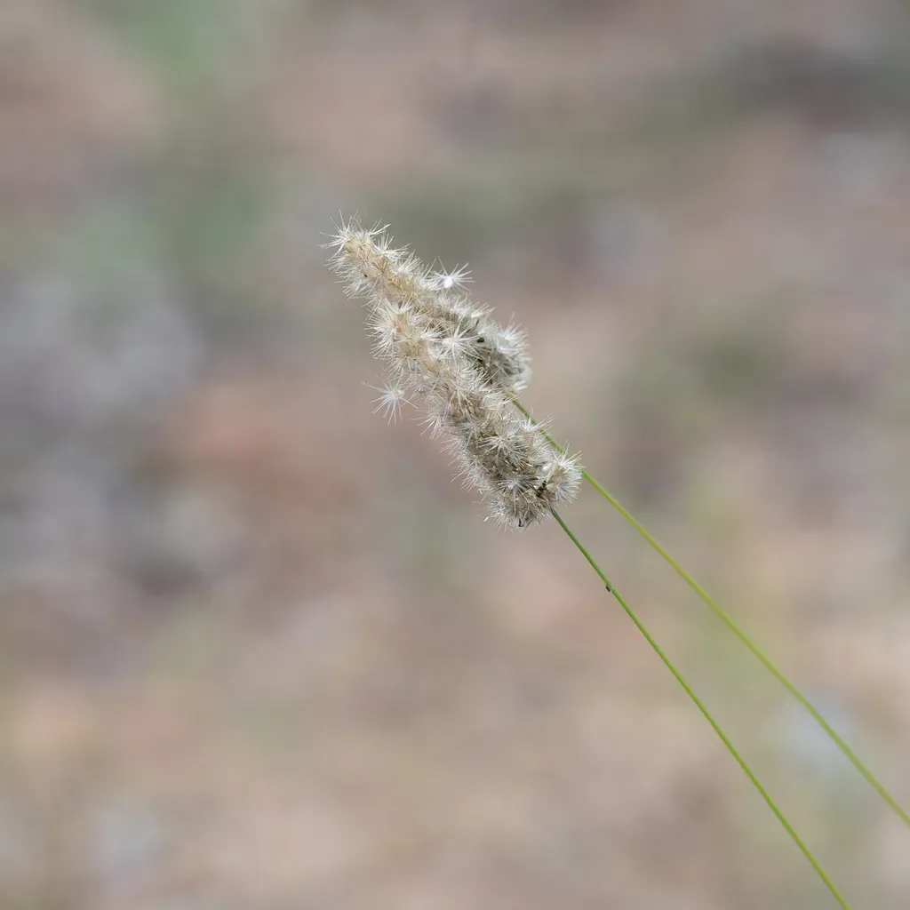 Enneapogon Robustissimus