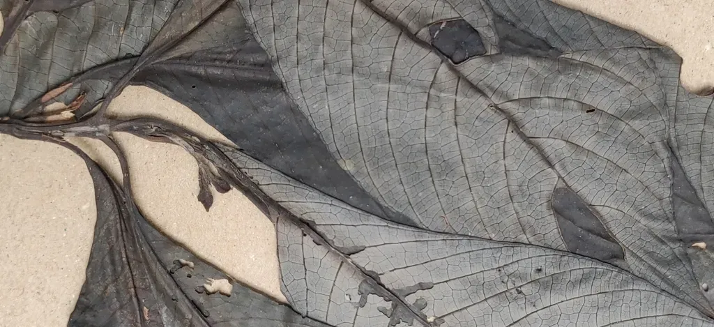 Phlogacanthus Grandis