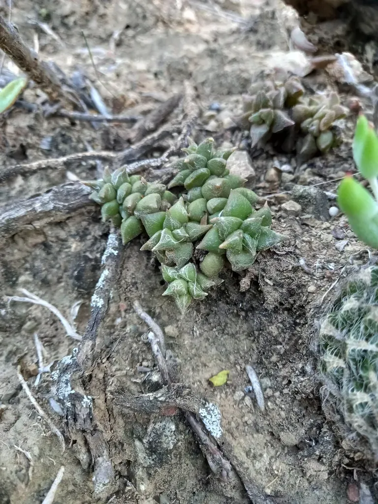 Anacampseros Arachnoides