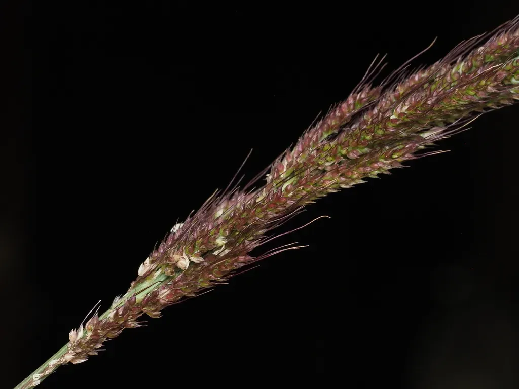 Echinochloa Haploclada