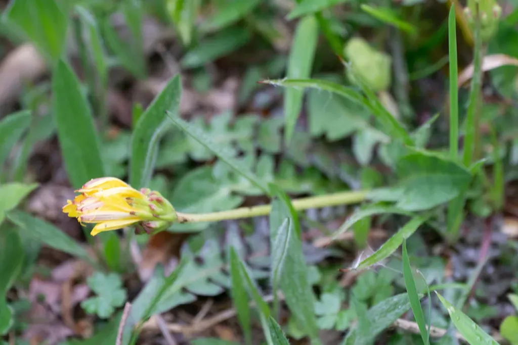 Korean Dandelion