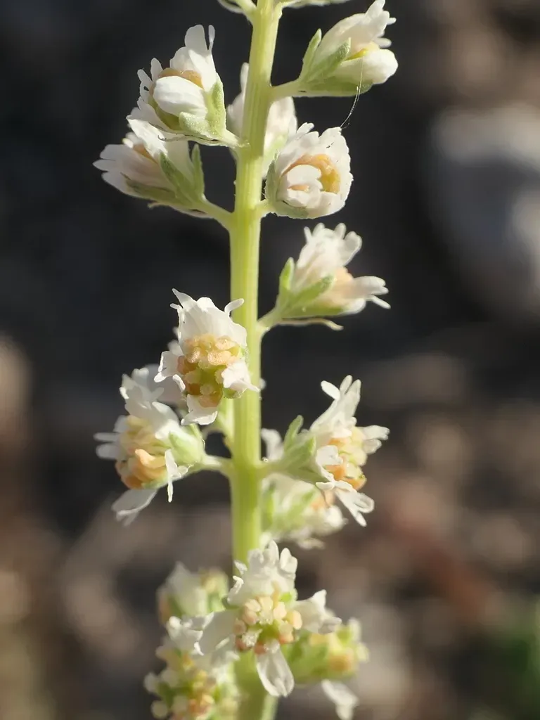 Reseda Undata