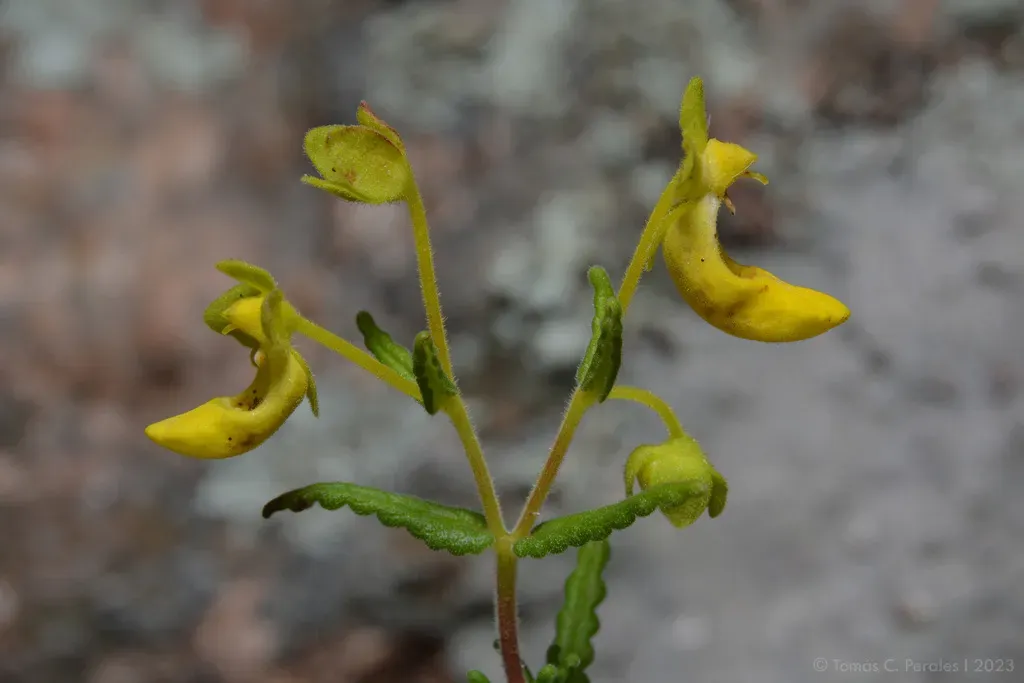 Calceolaria Teucrioides