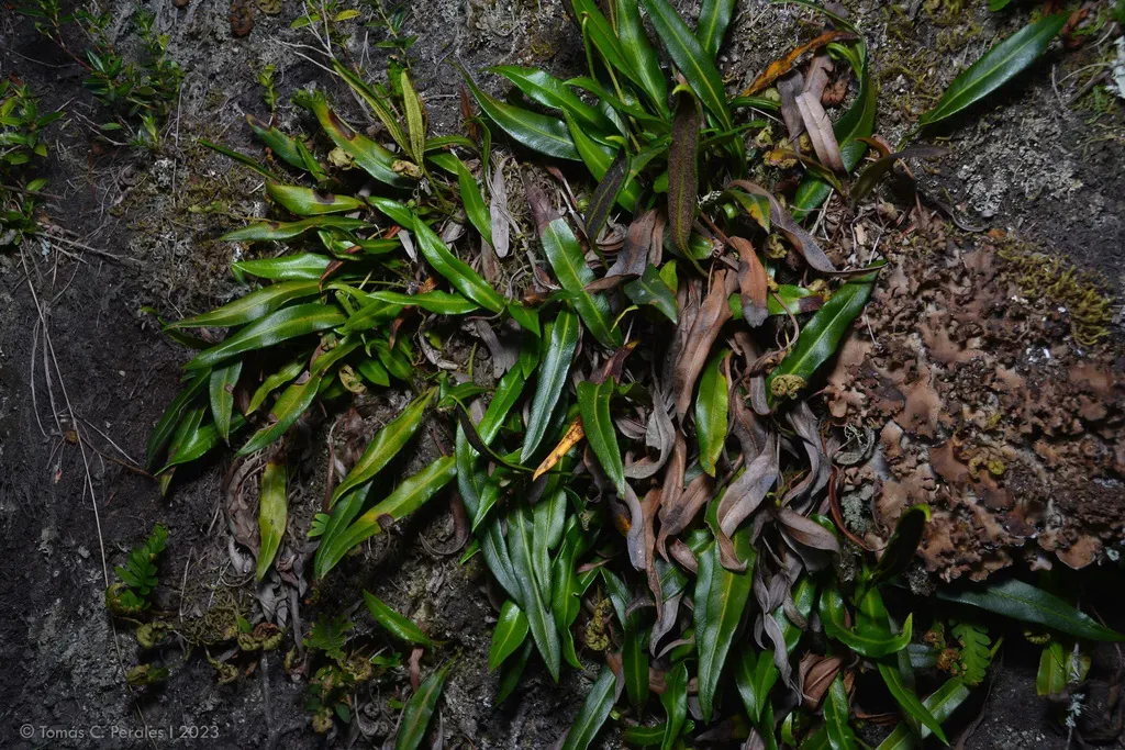 Elaphoglossum Gayanum