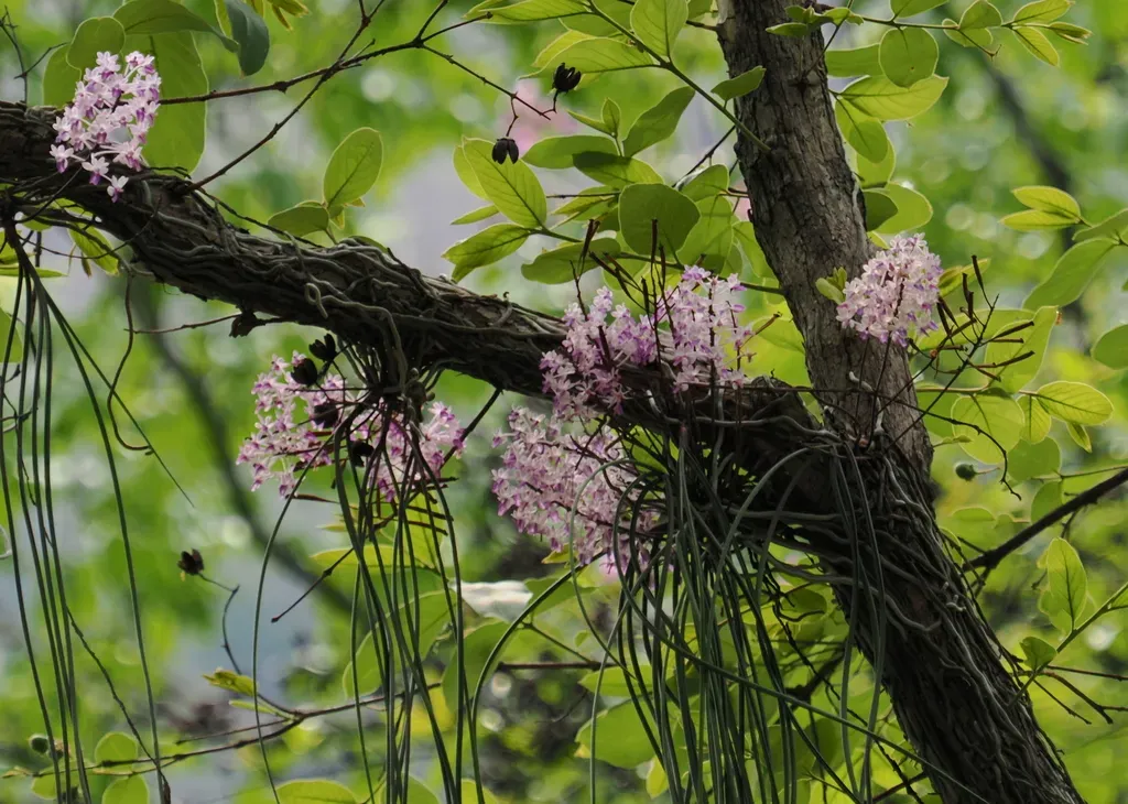 Seidenfadenia Mitrata