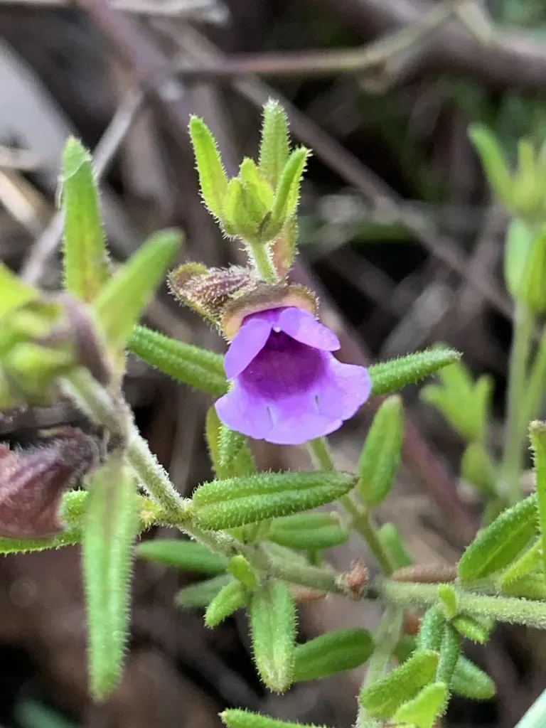 Prostanthera Hirtula