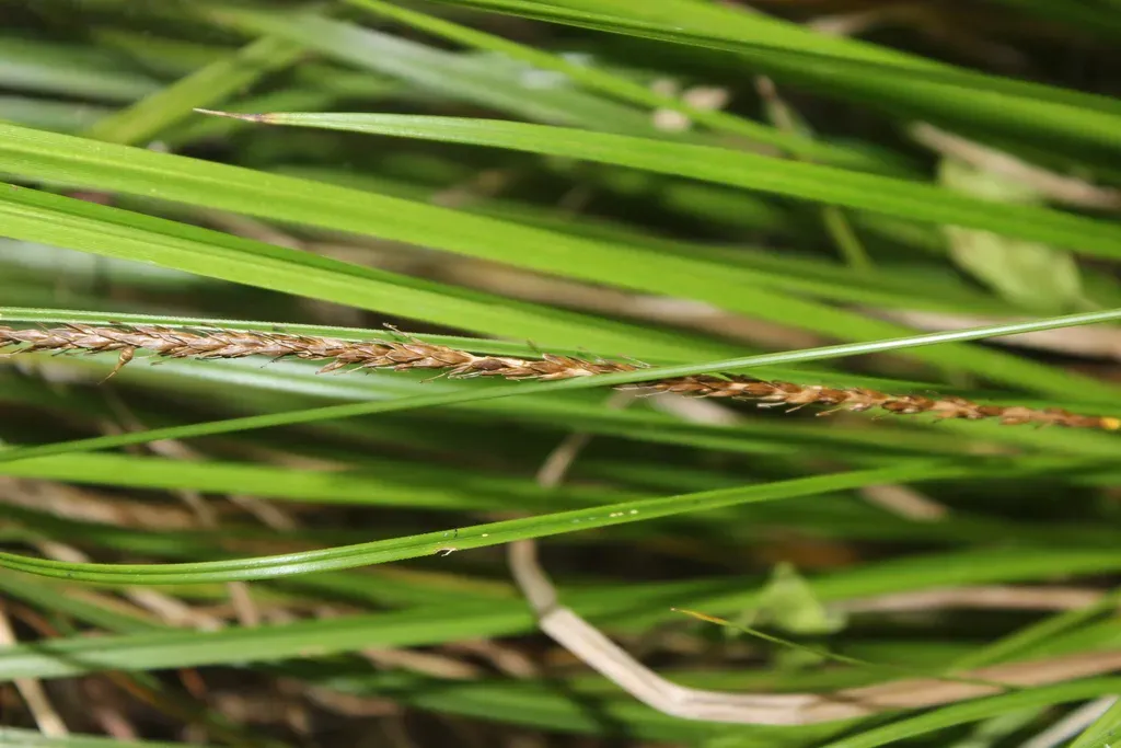 Chatham Island Bastard Grass