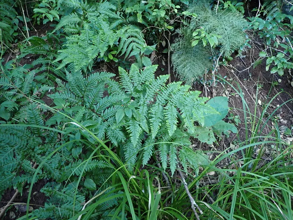 Pteris Kingiana
