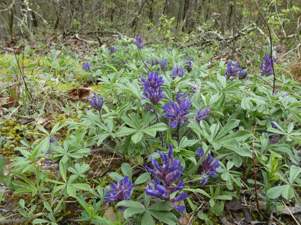 Nashville Breadroot