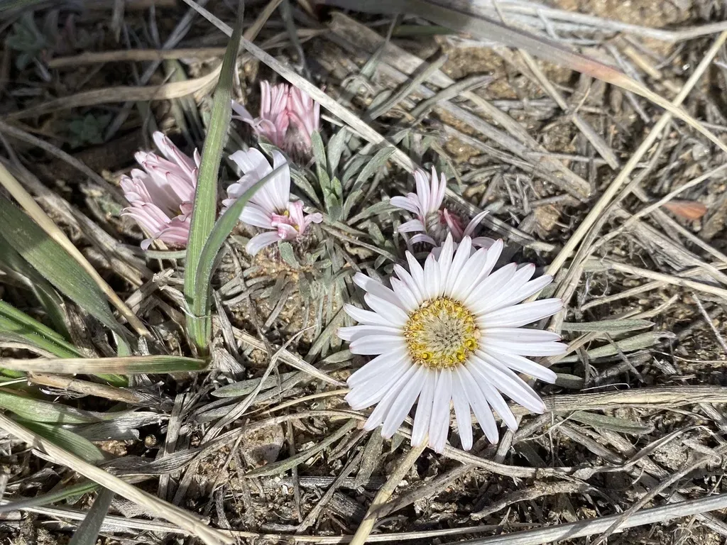 Hooker's Townsend Daisy