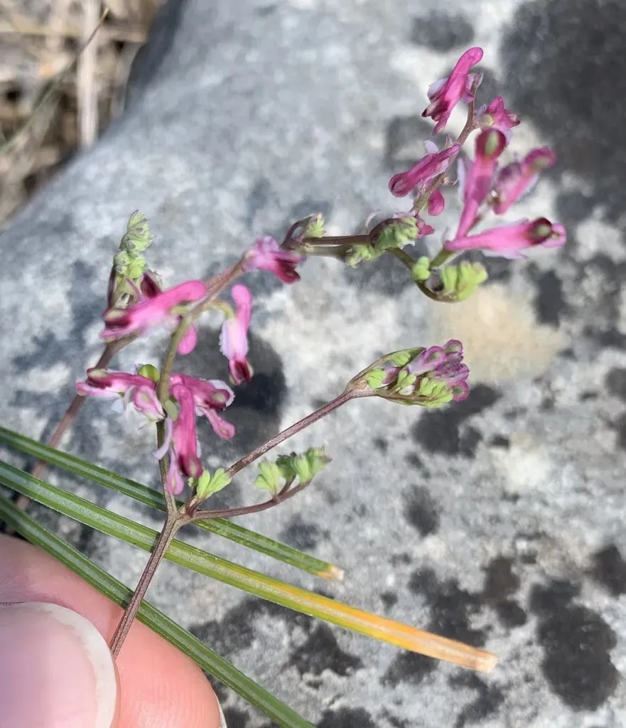 Kralik's Fumitory