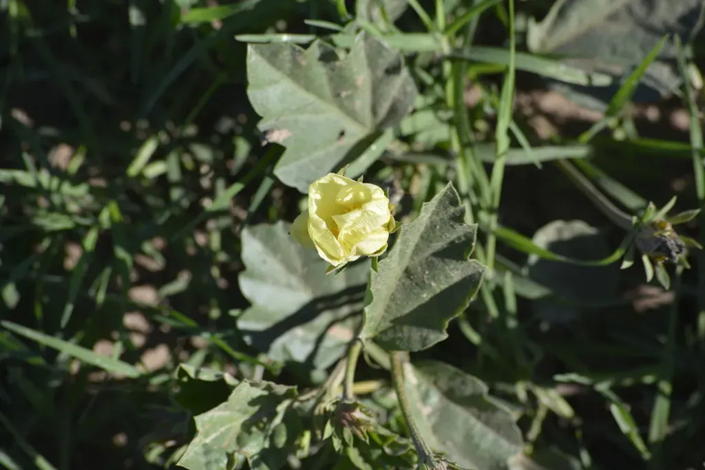 Cienfuegosia Sulphurea