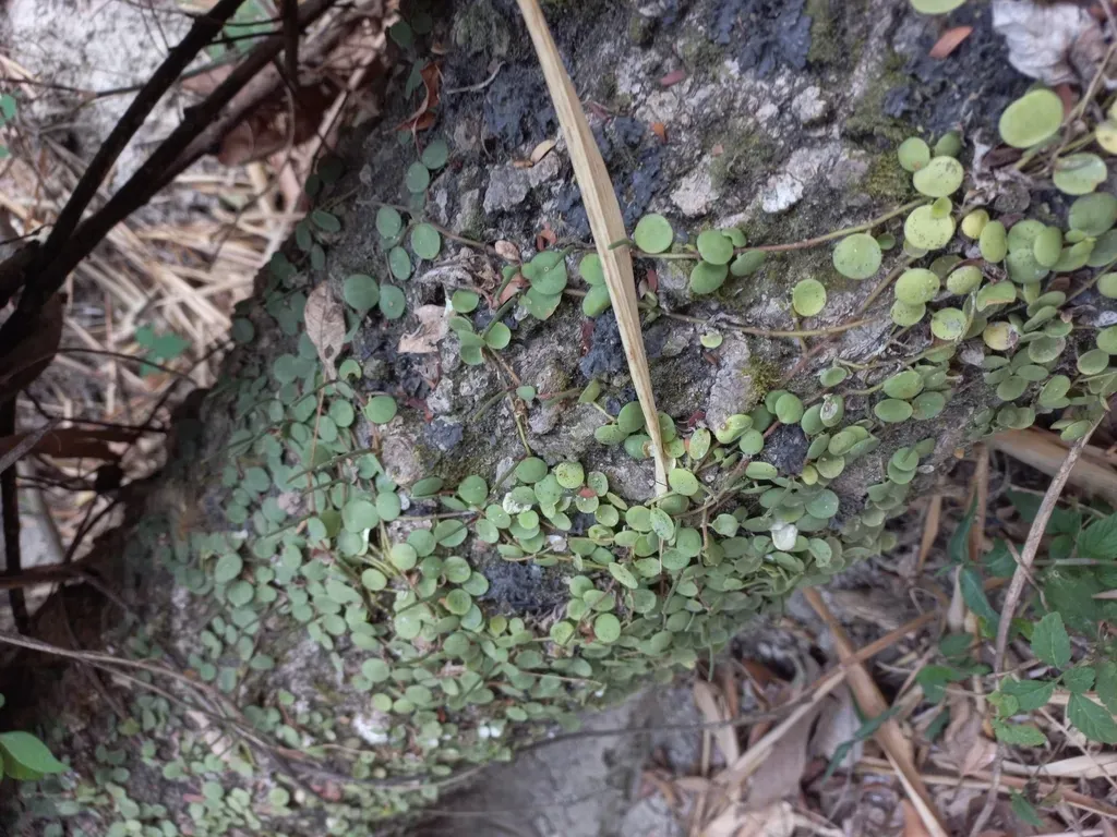 Peperomia Cyclophylla