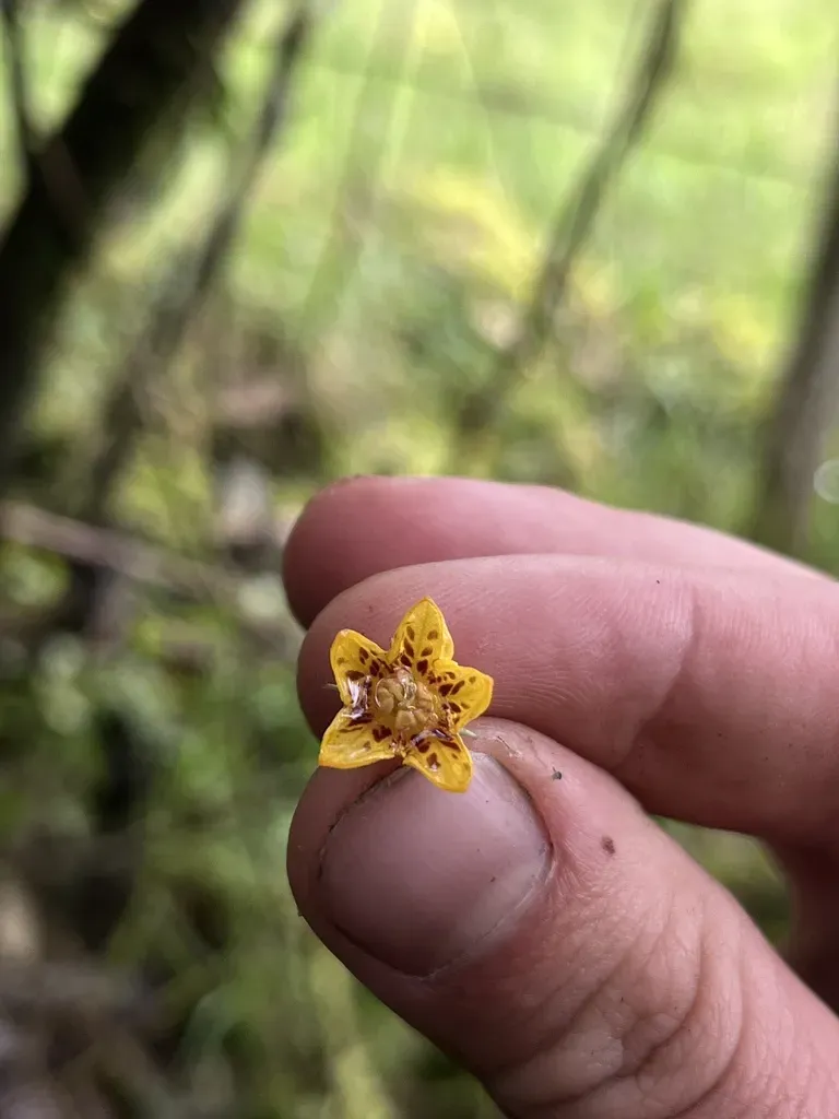 Capsicum Geminifolium