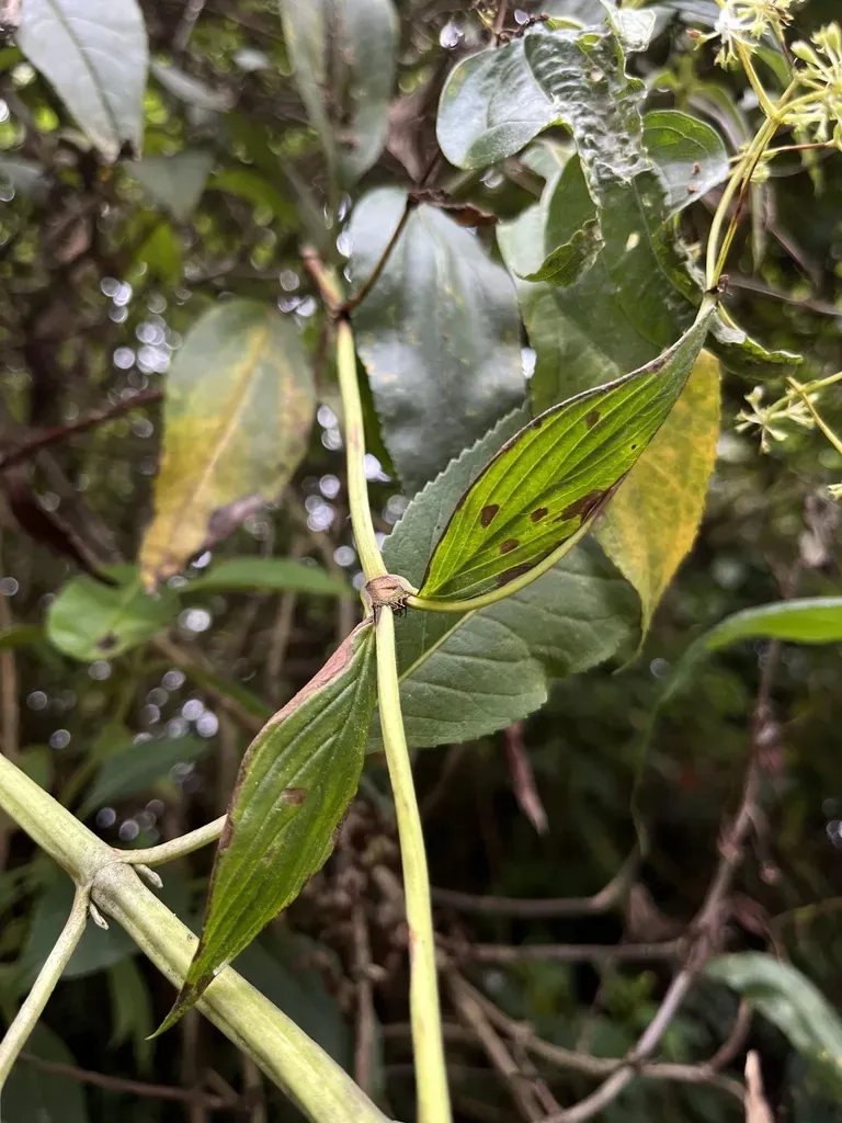 Emmeorhiza Umbellata