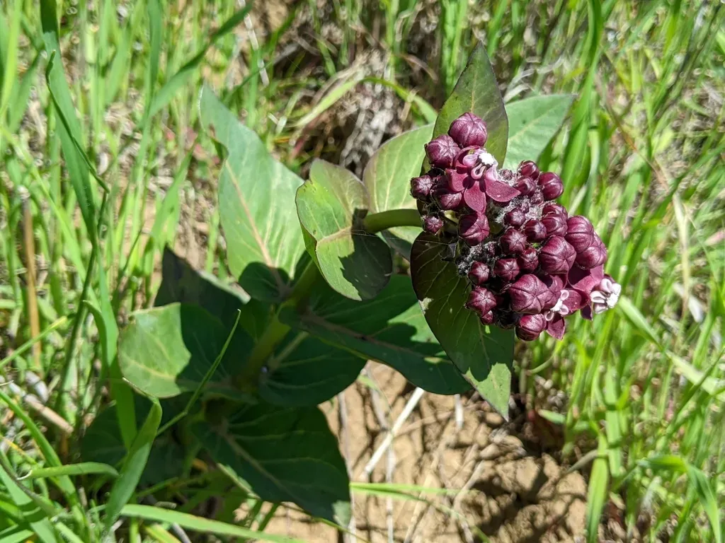 Heartleaf Milkweed