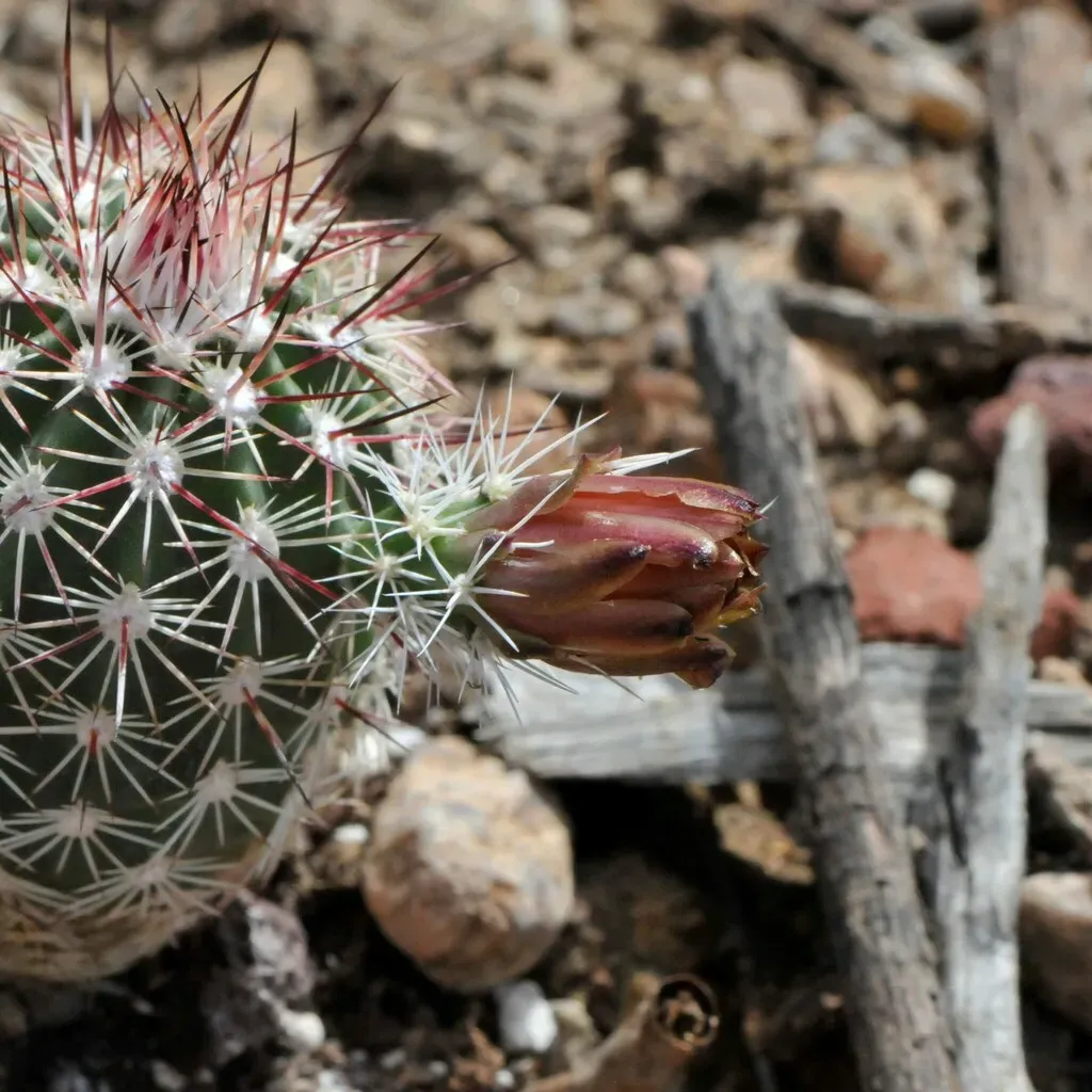 Texas Hedgehog Cactus