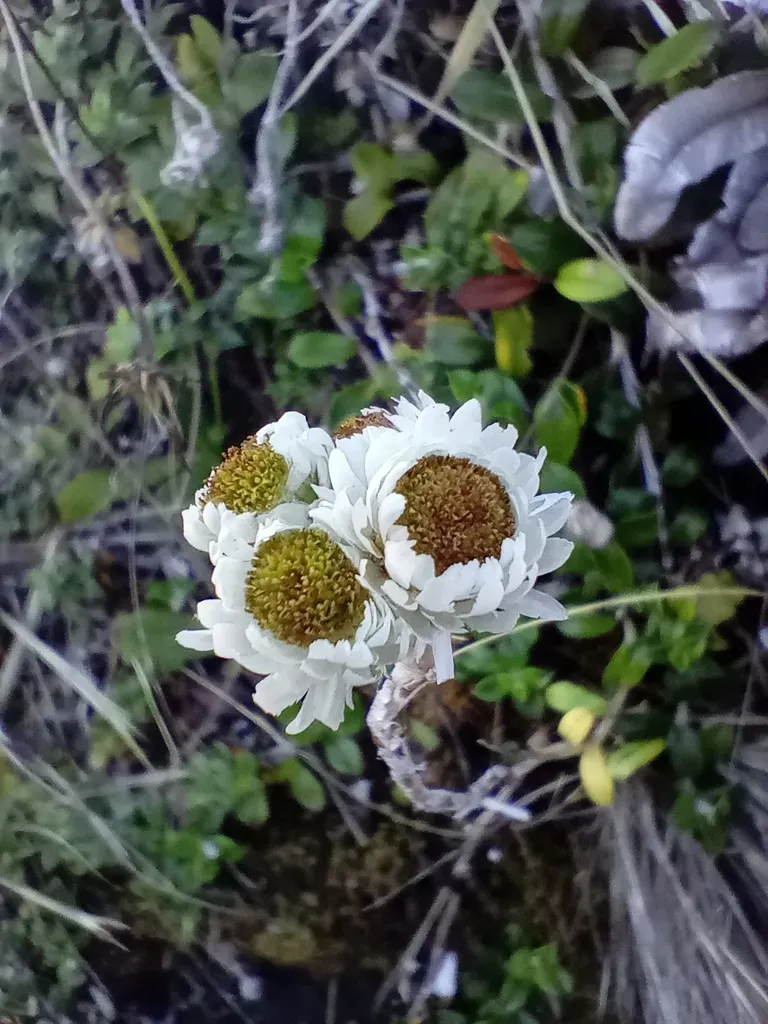 Anaphalioides Hookeri