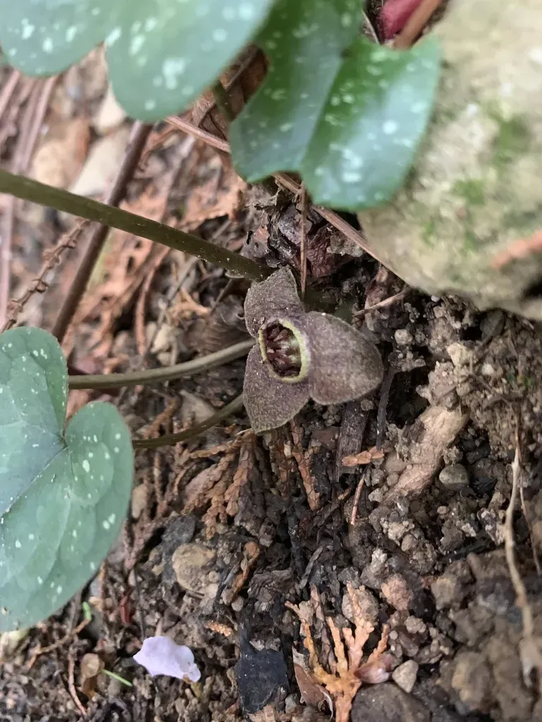 Asarum Rigescens