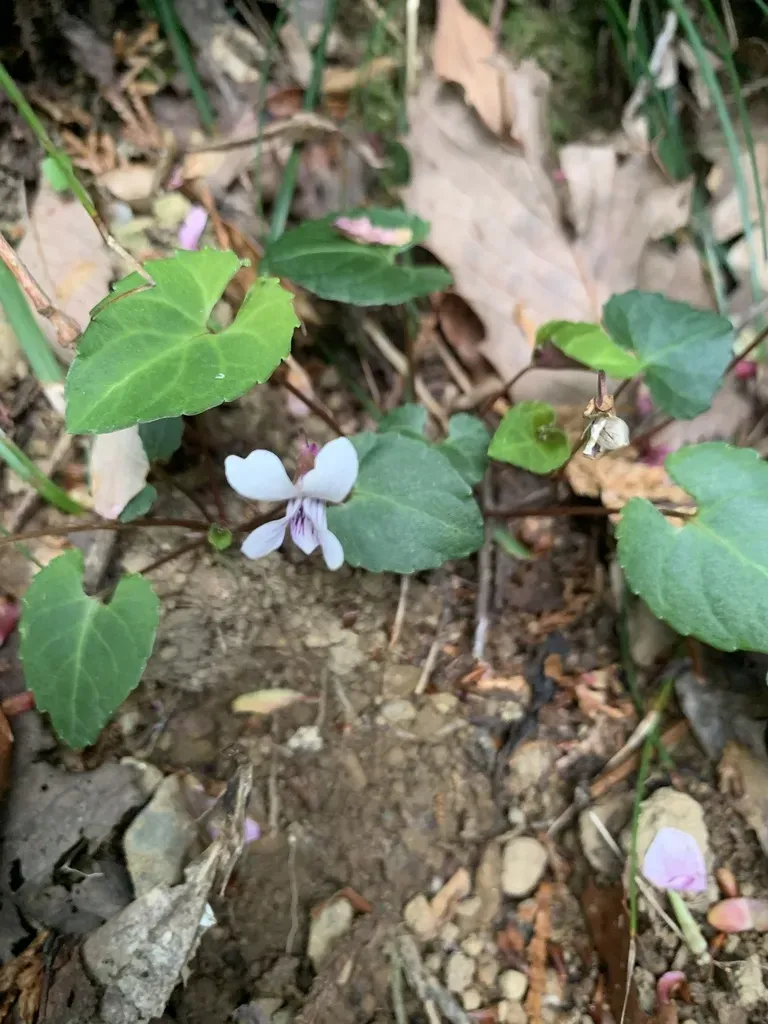Viola Sieboldii