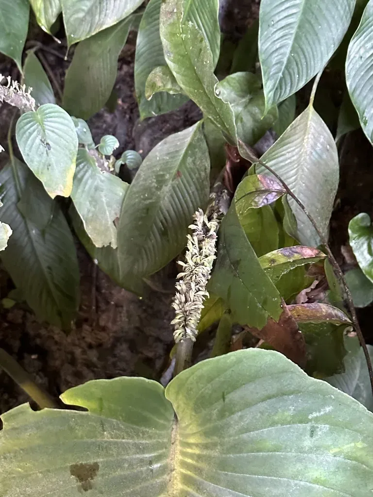 Monophyllaea Singularis