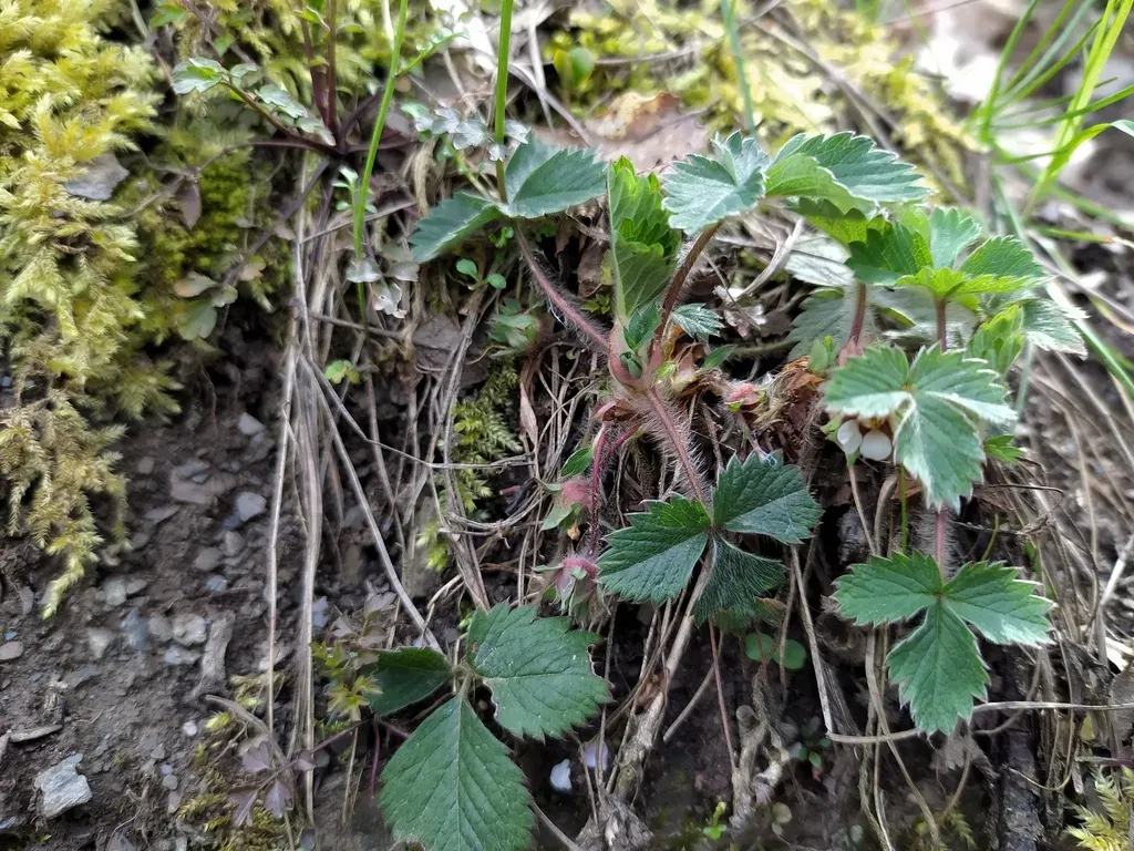 Smallflower Cinquefoil