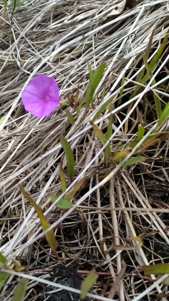 Ipomoea Leprieurii
