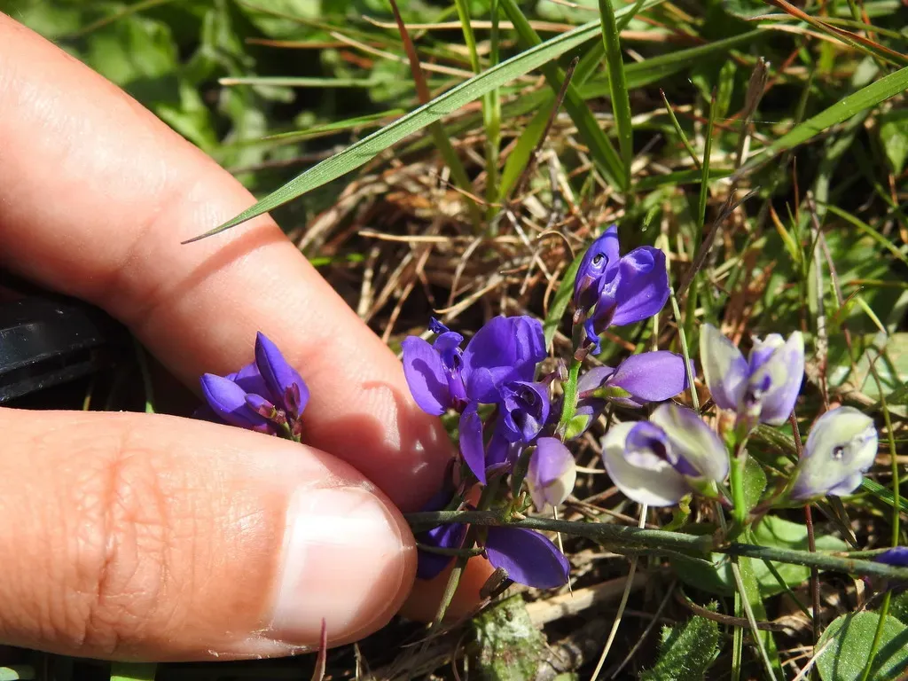 Small-leaved Milkwort