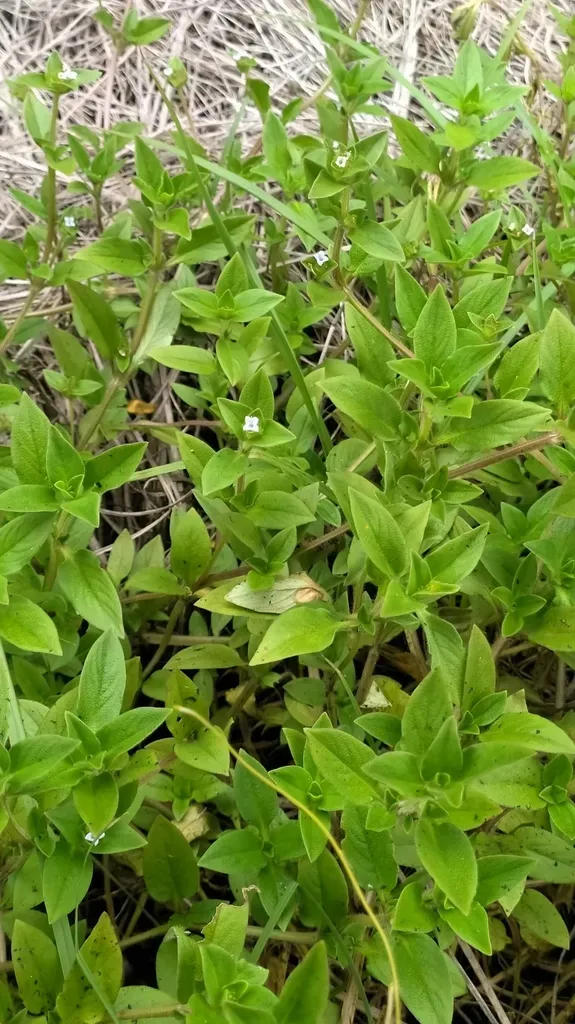 Spermacoce Xanthophylla