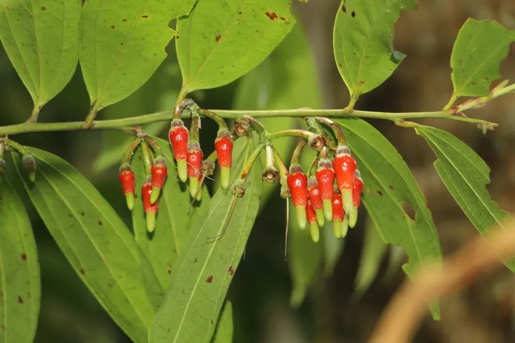 Psammisia Penduliflora