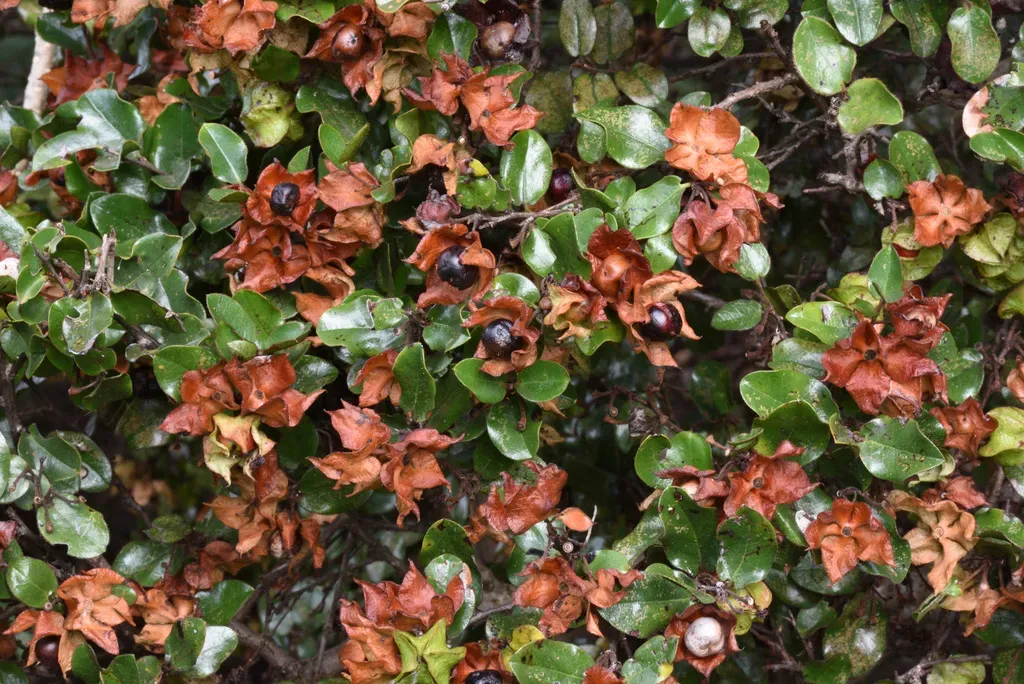 Hard Leaved Monkey Plum