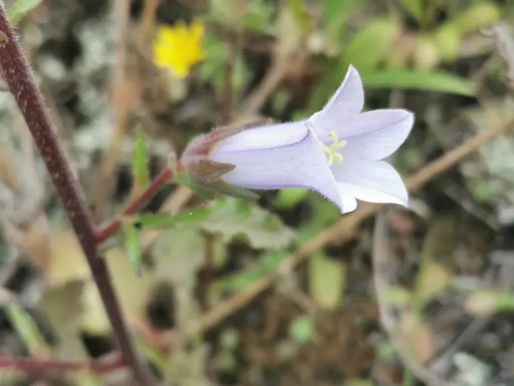 Campanula Lyrata