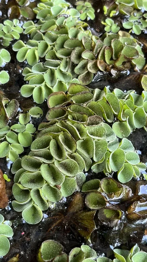 Asian Watermoss