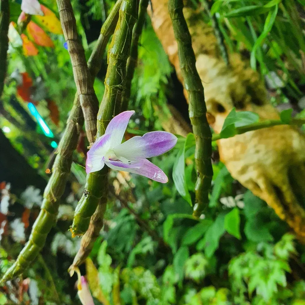 Dendrobium Victoriae-reginae