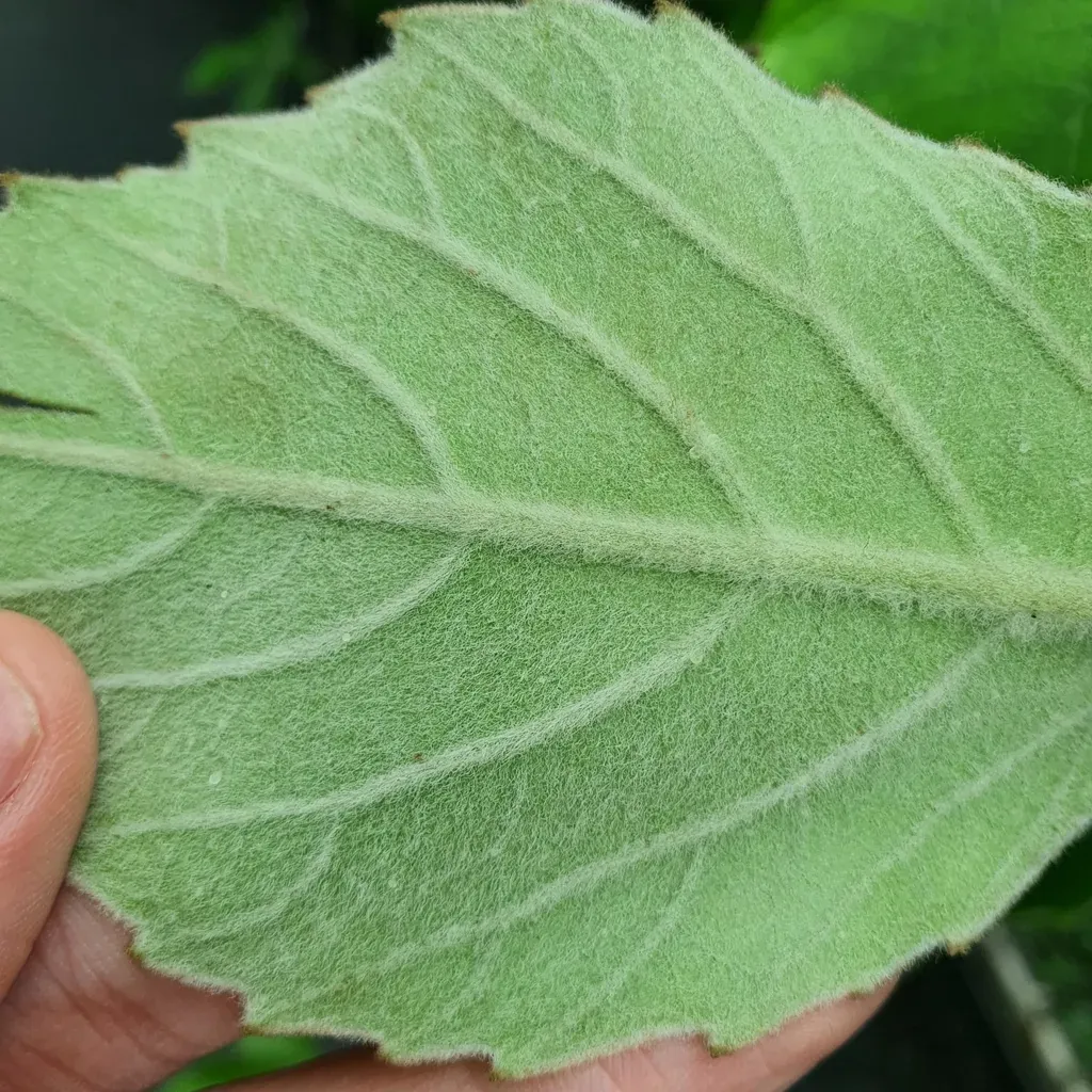 Tetrastigma Voinierianum