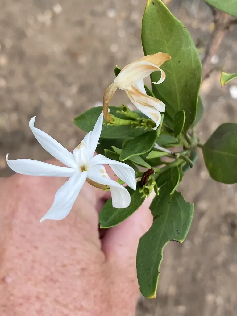 Jasminum Glaucum