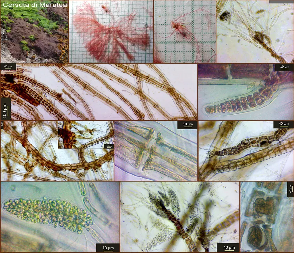 Polysiphonia Sertularioides