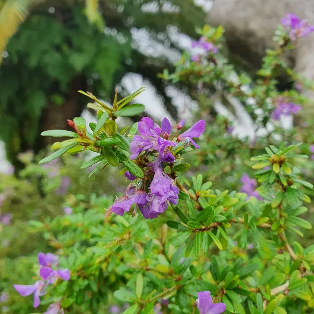 Trifidacanthus Unifoliolatus