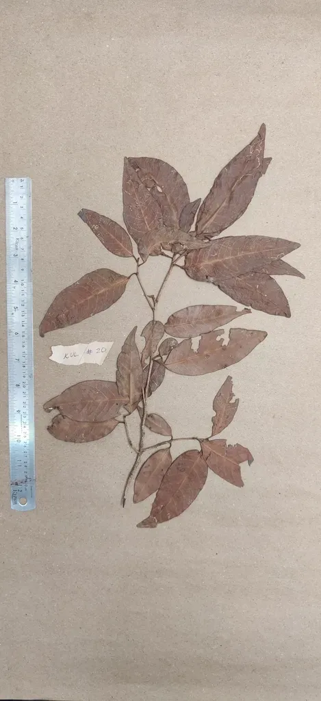 Tritaxis Beddomei