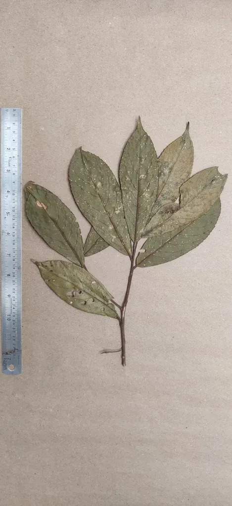 Symplocos Macrophylla