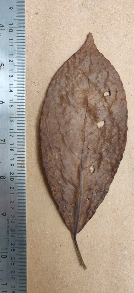 Elaeocarpus Variabilis