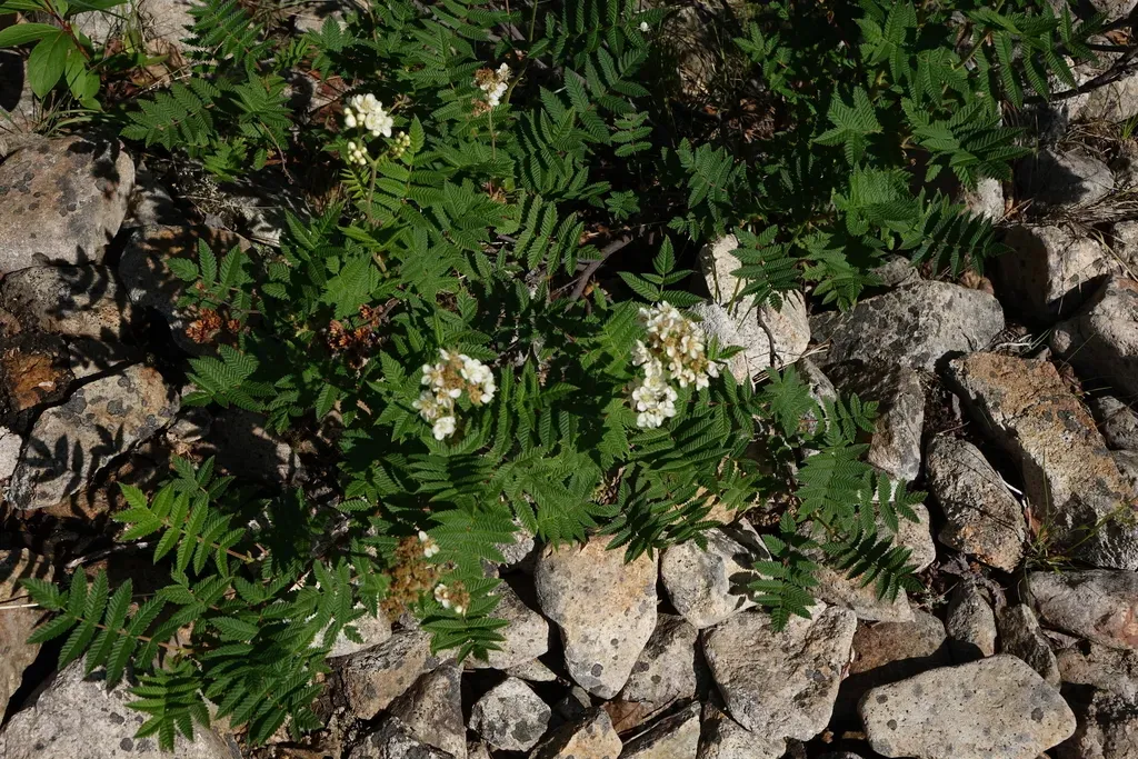 Sorbaria Grandiflora