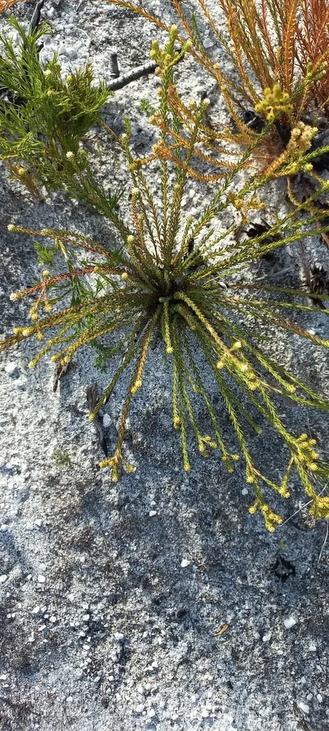 Pinkwool Diamondeyes