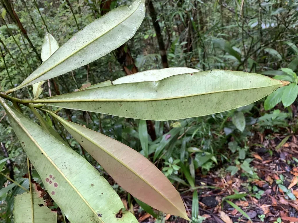 Tristaniopsis Bilocularis