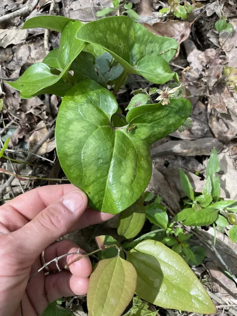 Alabama Heartleaf