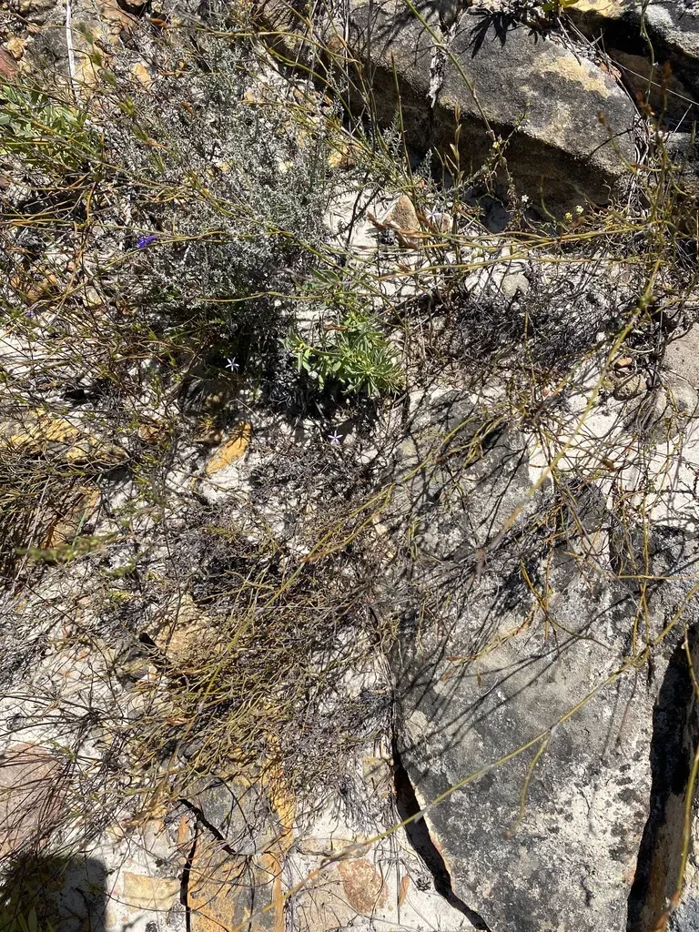 Smoothleaf Sugarbush