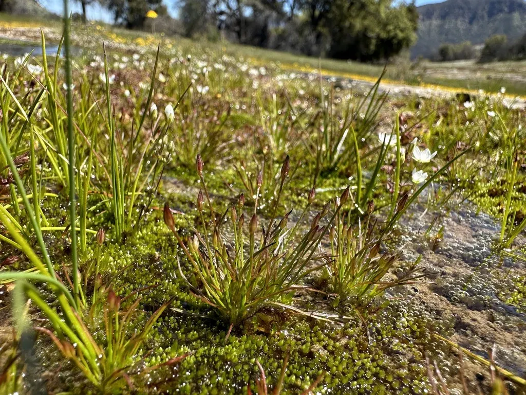Santa Lucia Dwarf Rush