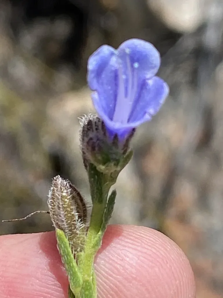Bokkeveld Healthbush