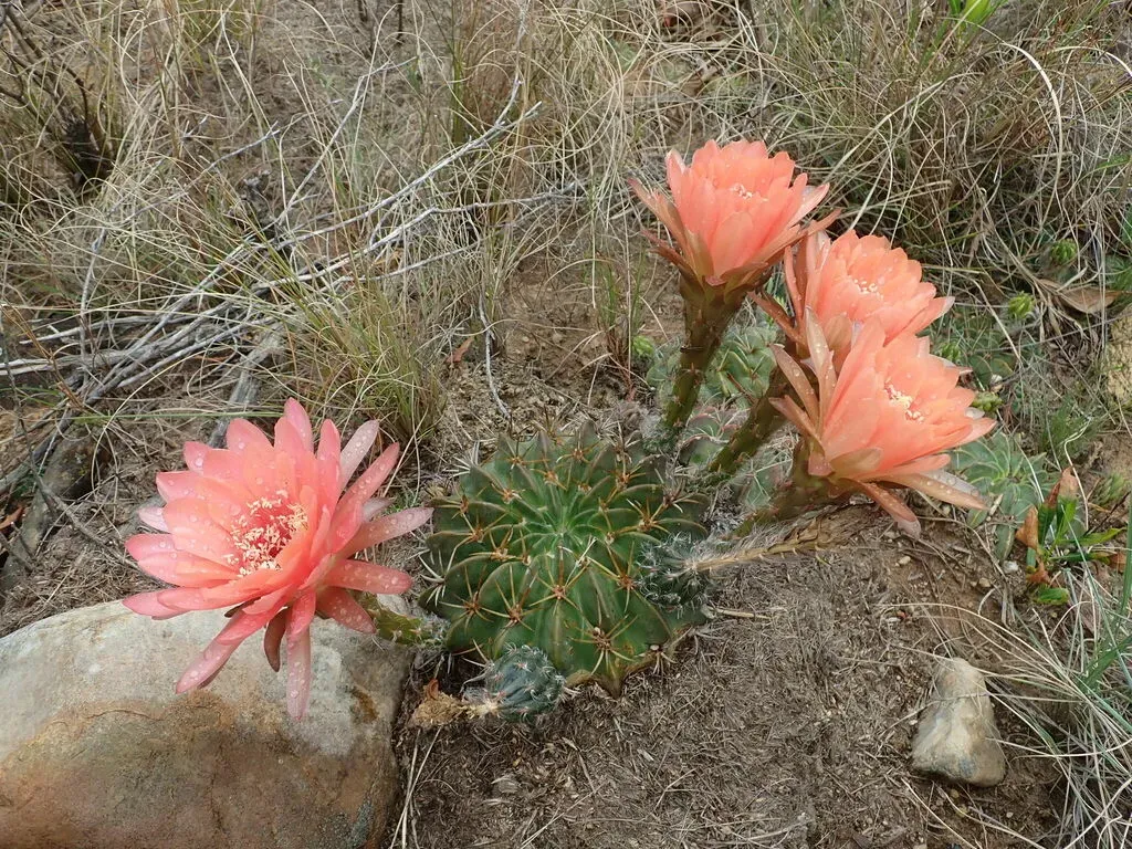 Echinopsis Obrepanda