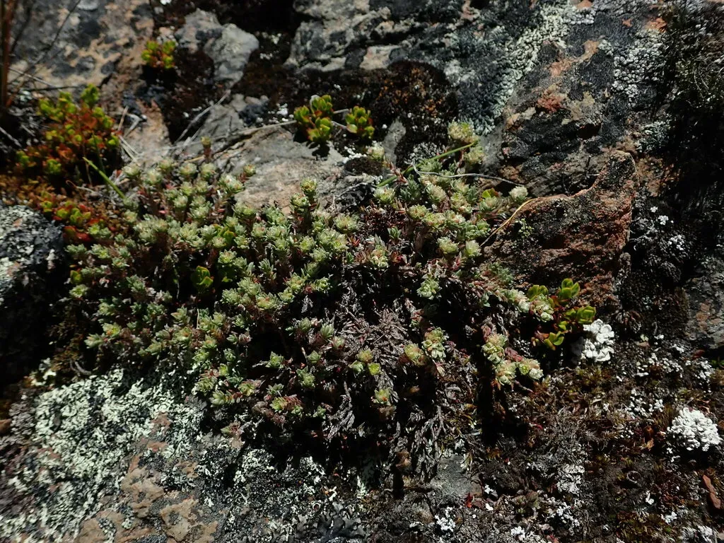 Paronychia Muschleri